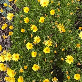Photo of the plant species Crown Daisy by @YummyLichen41 named Delilah on Greg, the plant care app