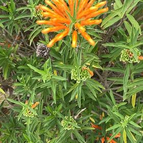 Photo of the plant species Lion's Ear by @YummyLichen41 named Leonardo on Greg, the plant care app