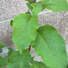 Photo of the plant species Chinese Lantern by @YummyLichen41 named Austen on Greg, the plant care app