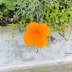 Photo of the plant species California Poppy by @YummyLichen41 named Rosa on Greg, the plant care app
