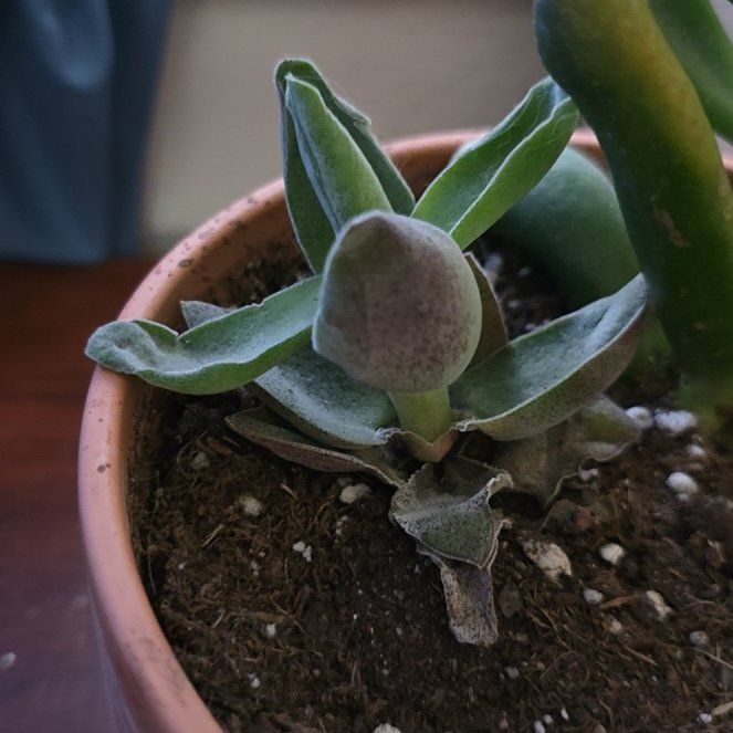 Photo of the plant species Crassula 'Garnet Lotus' by @BentonRedpanama named Sigmund on Greg, the plant care app