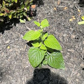 Photo of the plant species Cape Gooseberry by @HighBucaneve97 named Apollo on Greg, the plant care app