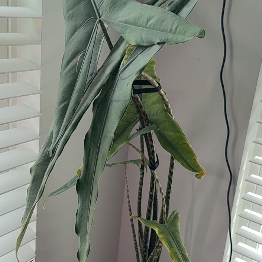 Photo of the plant species Alocasia tigrina by @ZealTievine62 named Spike Leaves on Greg, the plant care app