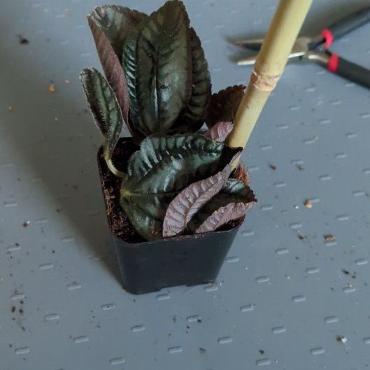 Photo of the plant species Pilea involucrata 'Norfolk' by @PrevalentFlax67 named 1 on Greg, the plant care app