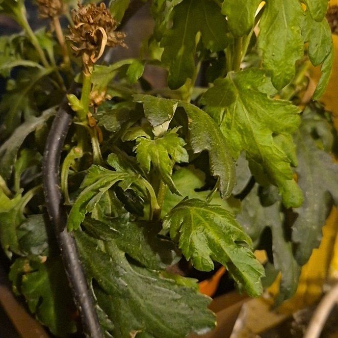 Photo of the plant species Chrysanthemum 'Crete' by @ProMira53 named Mando on Greg, the plant care app