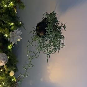 Photo of the plant species String of Fish Hooks by @BusyIcarus22 named Puddin on Greg, the plant care app