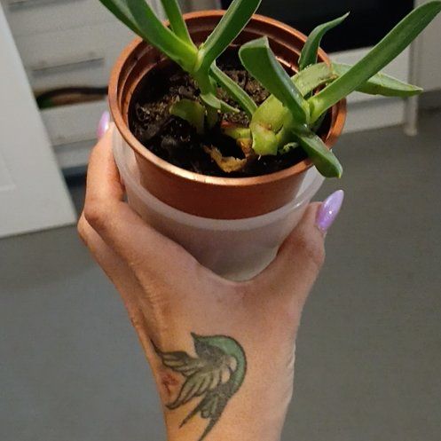 Photo of the plant species Blue Chalksticks by @TiptopAnthora14 named Chalkers on Greg, the plant care app