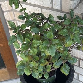 Photo of the plant species MONROVIA by @YevePhalsa42 named Xena on Greg, the plant care app