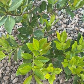 Photo of the plant species Lemon Guava by @FancyPurei35 named Kobe on Greg, the plant care app