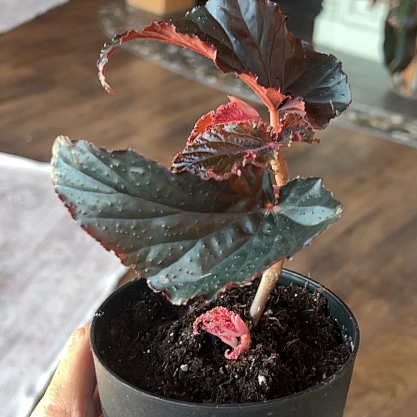 Photo of the plant species Begonia 'Linda Dawn' by @FitWorm2 named Marley on Greg, the plant care app