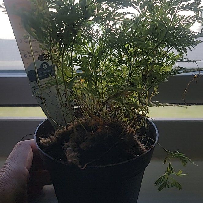 Photo of the plant species Fern by @AceJicaro63 named Curie on Greg, the plant care app
