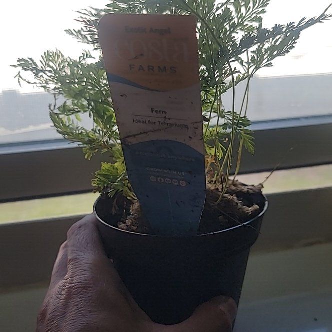 Photo of the plant species Fern by @AceJicaro63 named Homer on Greg, the plant care app