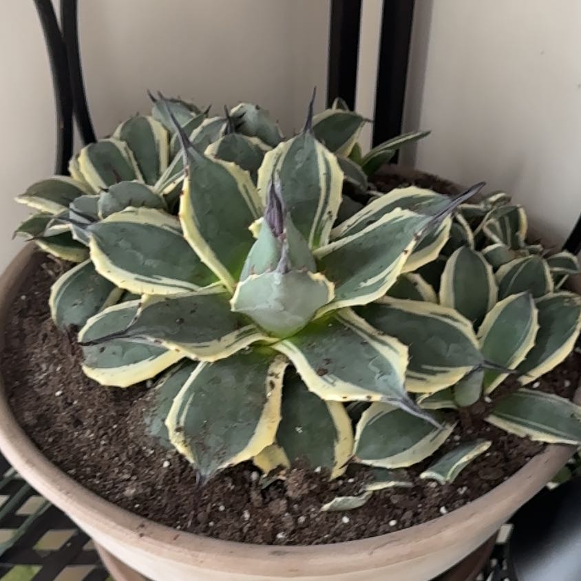 Photo of the plant species Agave 'Cream Spike' by @ExecutiveRedlog named Aristotle on Greg, the plant care app