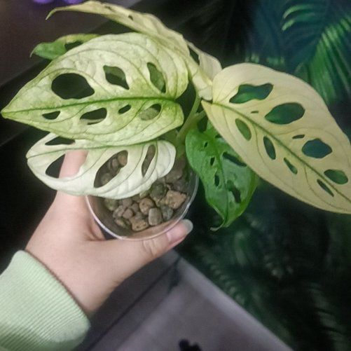 Photo of the plant species Monstera monkey leaf by @TryBrazilwood97 named Tree Diddy on Greg, the plant care app