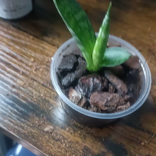 Photo of the plant species sanseveria starfish by @TryBrazilwood97 named Xena on Greg, the plant care app