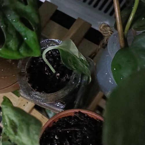 Photo of the plant species Philodendron variegated by @TryBrazilwood97 named Winston on Greg, the plant care app