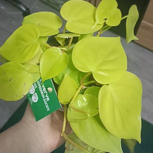 Photo of the plant species Epipremnum by @TryBrazilwood97 named Dax on Greg, the plant care app