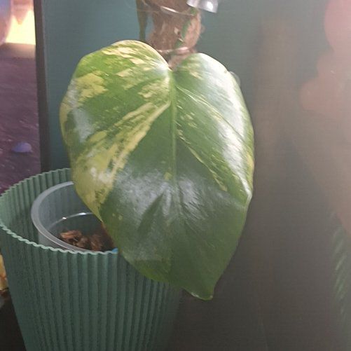 Photo of the plant species yellow variegated monstera by @TryBrazilwood97 named Sherlock on Greg, the plant care app