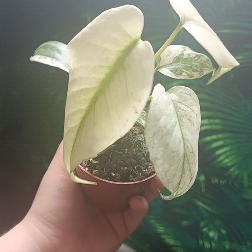 Photo of the plant species Monstera deliciosa 'Mint Variegata' by @TryBrazilwood97 named Bigleef Smalls on Greg, the plant care app