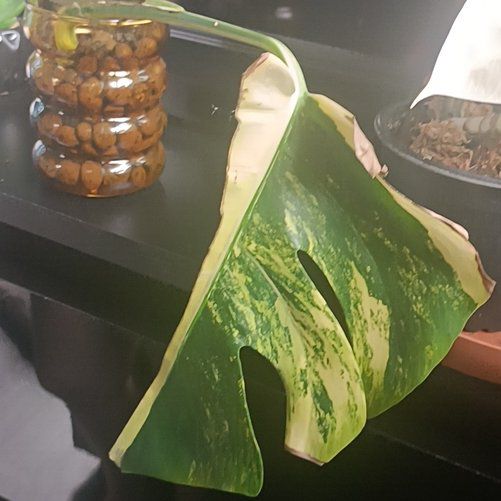 Photo of the plant species Monstera 'Aurea Marmorata' by @TryBrazilwood97 named Stella on Greg, the plant care app