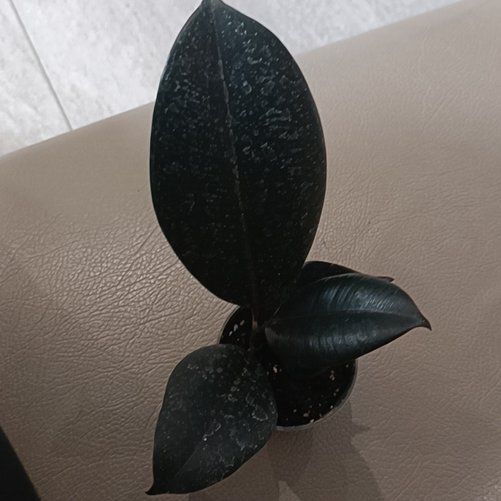 Photo of the plant species Ficus Robusta by @TryBrazilwood97 named Wall-E on Greg, the plant care app