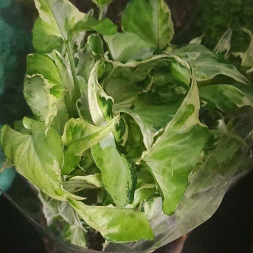 Photo of the plant species Syngonium Starlite by @TryBrazilwood97 named Tolkien on Greg, the plant care app