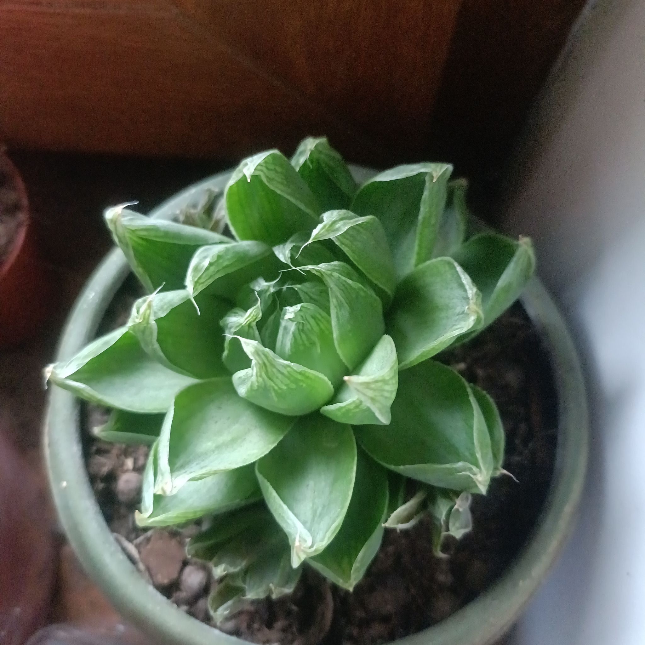 Photo of the plant species Haworthia cymbiformis var. cymbiformis by @TryBrazilwood97 named Apollo on Greg, the plant care app