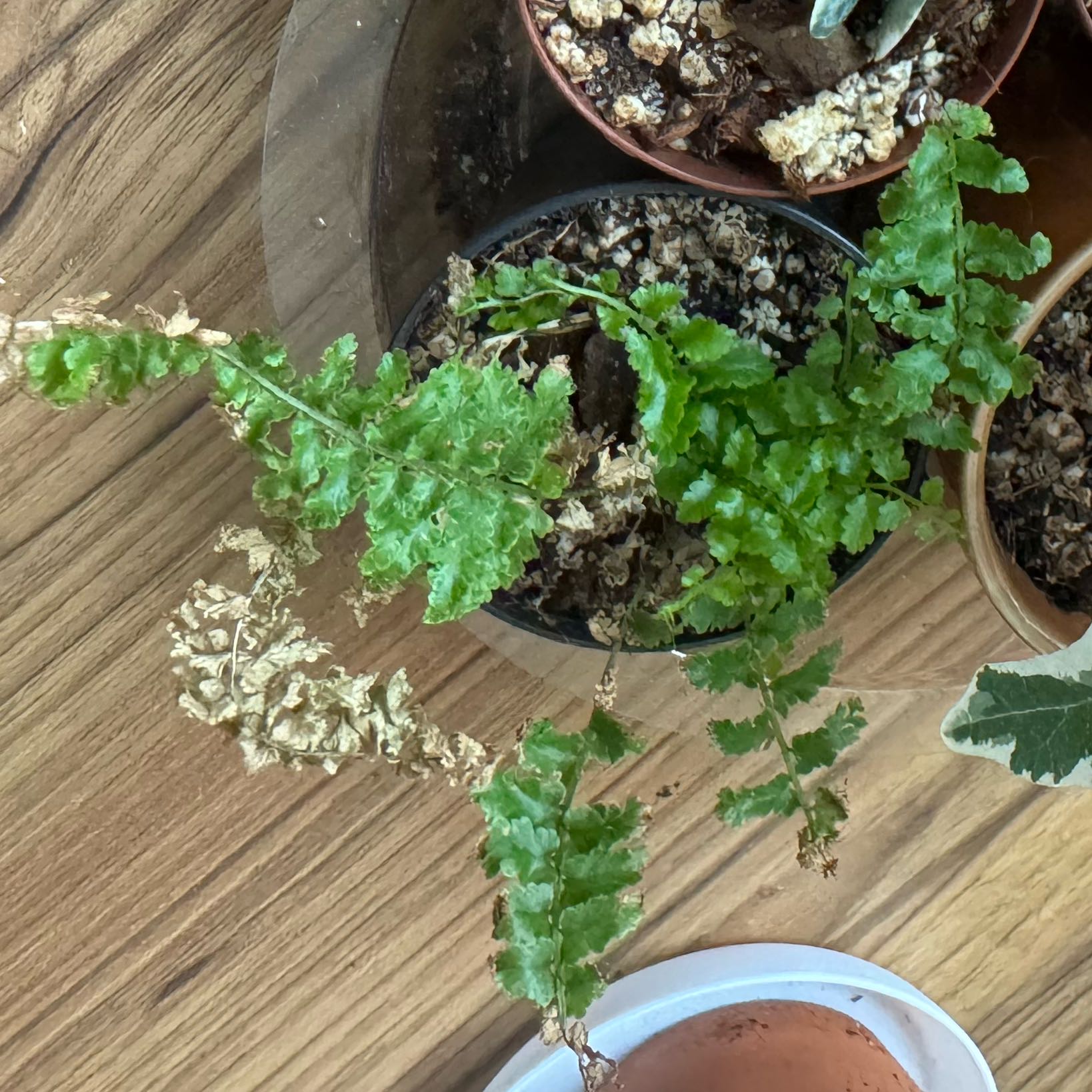 Photo of the plant species Bronze Venus Fern by @EstheticOmnom90 named Baby Fern on Greg, the plant care app