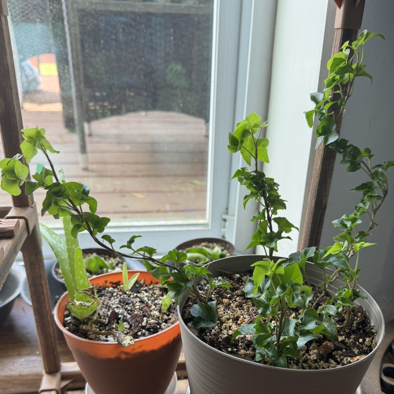 Photo of the plant species Curly Locks Ivy by @EstheticOmnom90 named Curly Locks on Greg, the plant care app