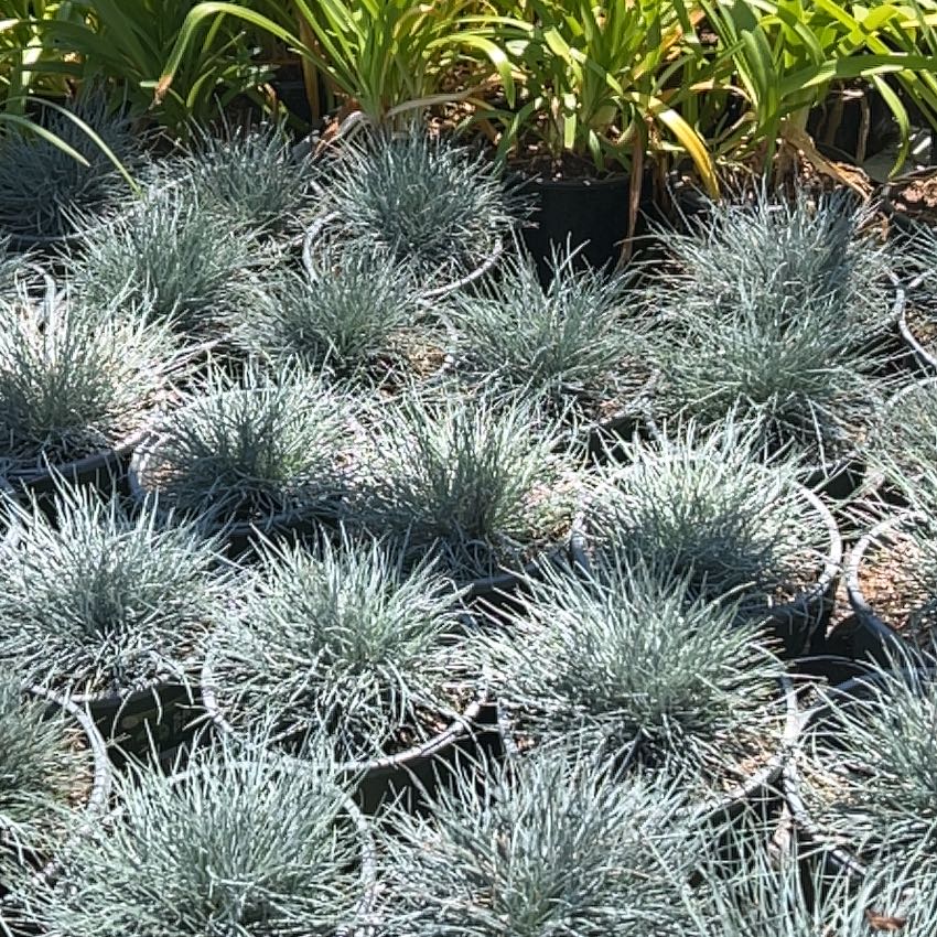 Photo of the plant species blue fescue by @UltraCashew76 named Morgan Treeman on Greg, the plant care app