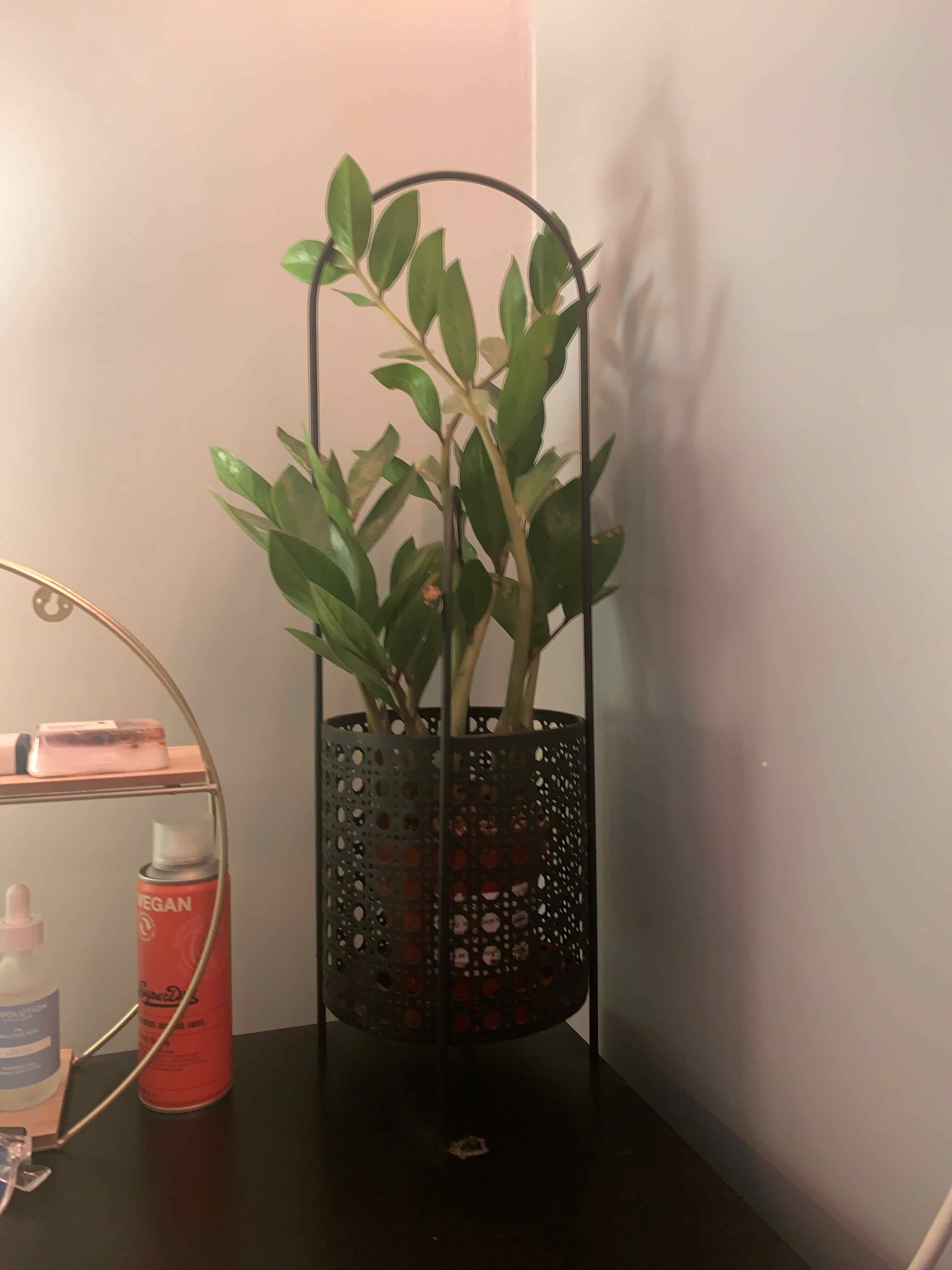 Zamioculcas Zamiifolia plant photo by @nicolascaruana named David on Greg, the plant care app.