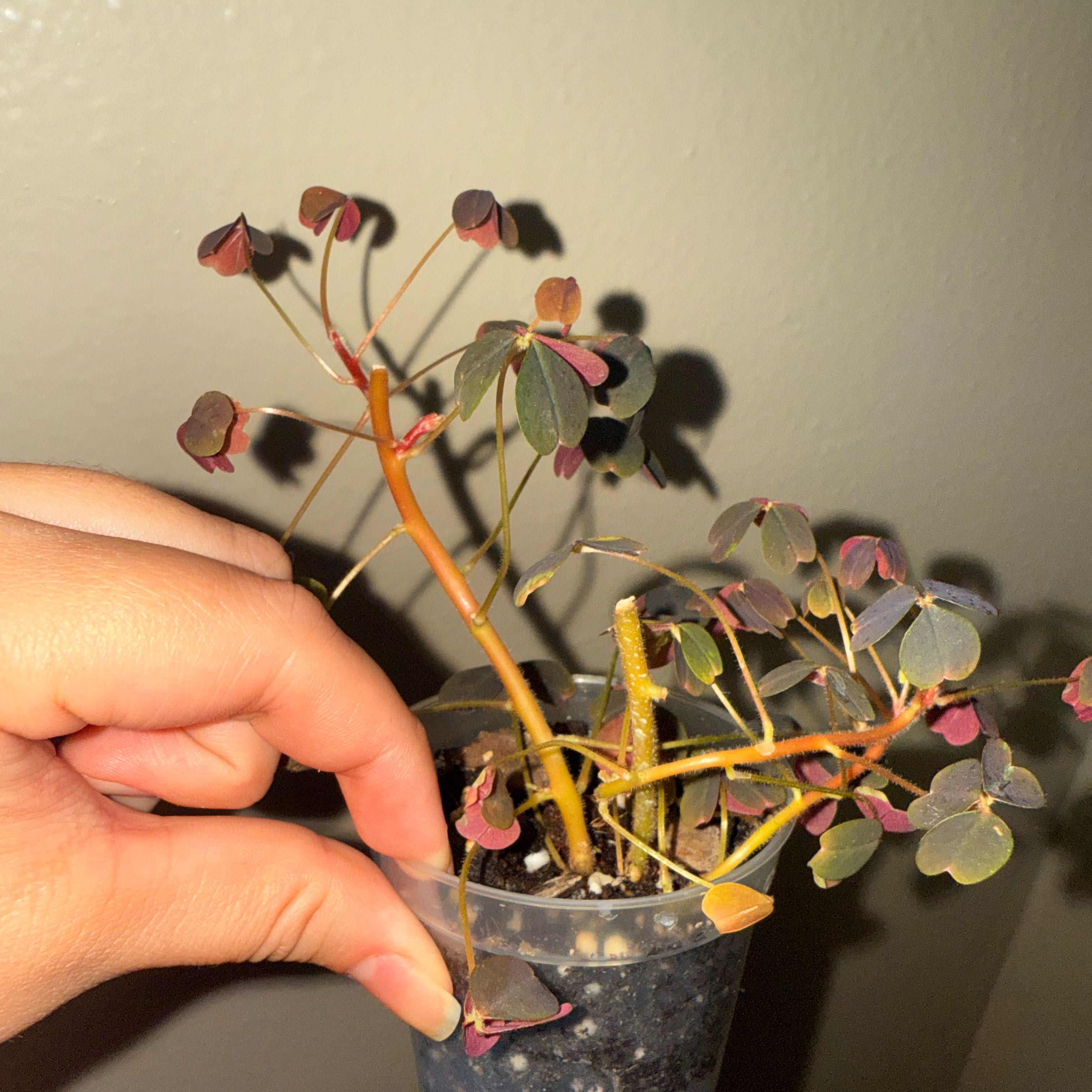Photo of the plant species Oxalis 'Plum Crazy' by @CosmicNoognug59 named Trébol rojo on Greg, the plant care app