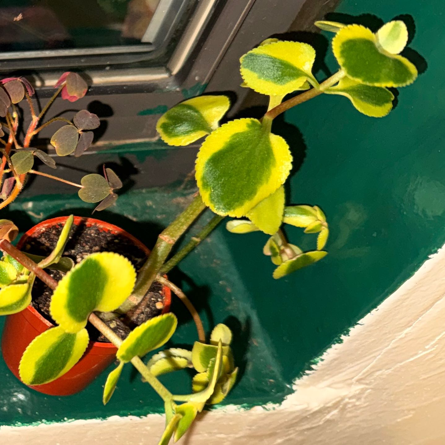 Photo of the plant species Crassula sarmentosa 'Variegata' by @CosmicNoognug59 named Crassula on Greg, the plant care app
