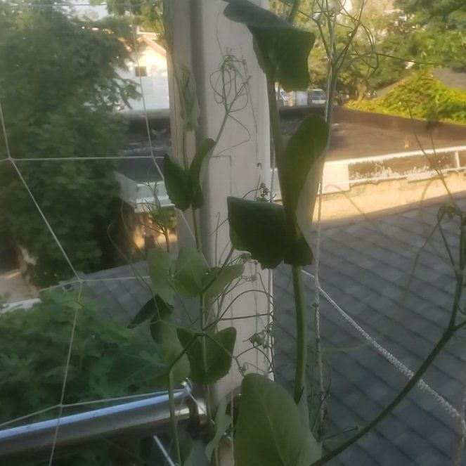 Photo of the plant species Annual Sweet Pea by @PeakMahoe44 named Purple Peas on Greg, the plant care app
