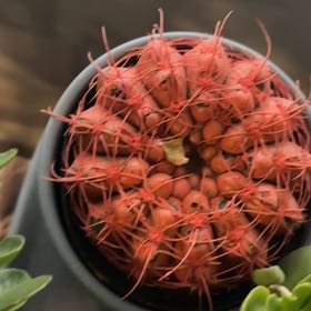 Photo of the plant species Hell Flower by @UberHaworthia46 named Lily on Greg, the plant care app