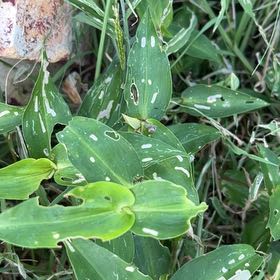 Photo of the plant species Benghal Dayflower by @JocoseSkimmia17 named Queen on Greg, the plant care app