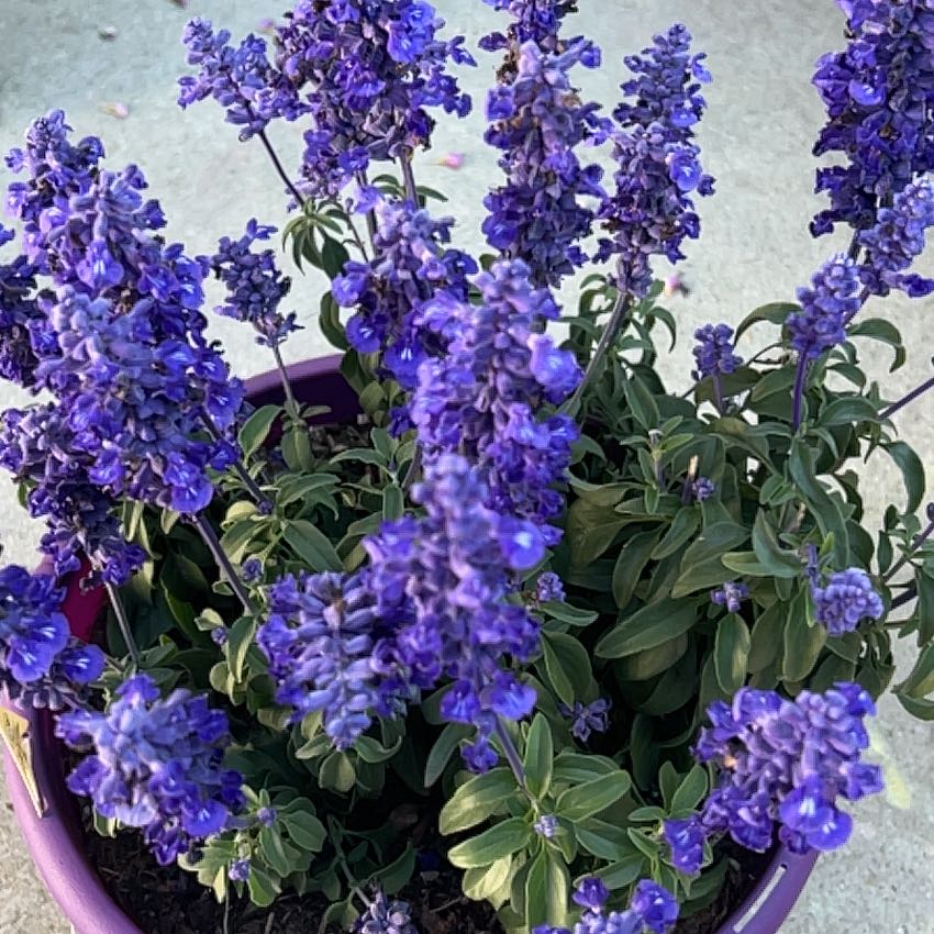 Photo of the plant species Salvia 'Sallyfun' by @StefO named Bella on Greg, the plant care app