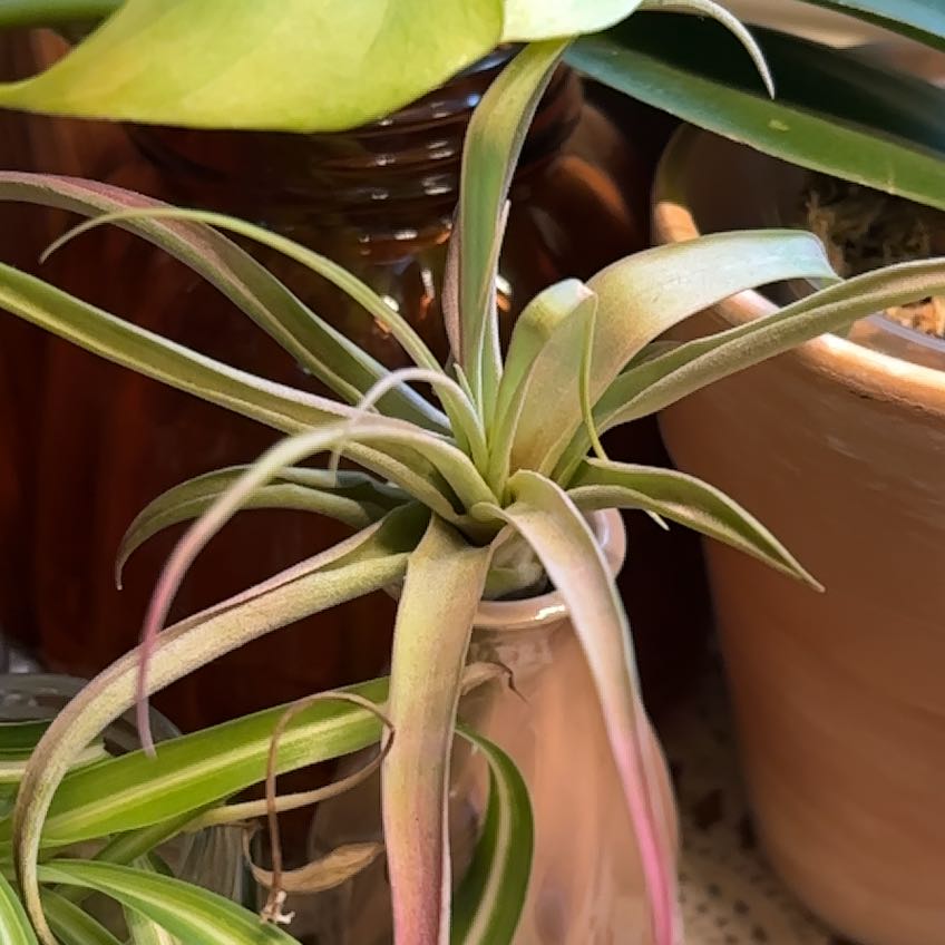 Photo of the plant species Tillandsia velutina by @AceHardpine68 named Figyonce on Greg, the plant care app