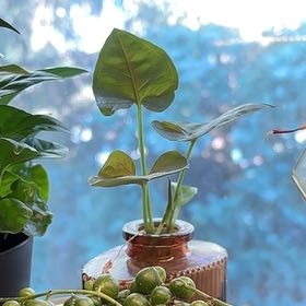 Photo of the plant species Arrowhead by @AceHardpine68 named Miley on Greg, the plant care app