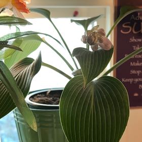 Photo of the plant species Hosta 'Halcyon' by @AceHardpine68 named Gates on Greg, the plant care app