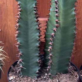 Photo of the plant species Euphorbia ingens 'Chocolate Drop' by @IconGuayule43 named Mollie on Greg, the plant care app