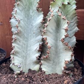 Photo of the plant species Variegated African Candelabra by @IconGuayule43 named Tupot amaroot on Greg, the plant care app