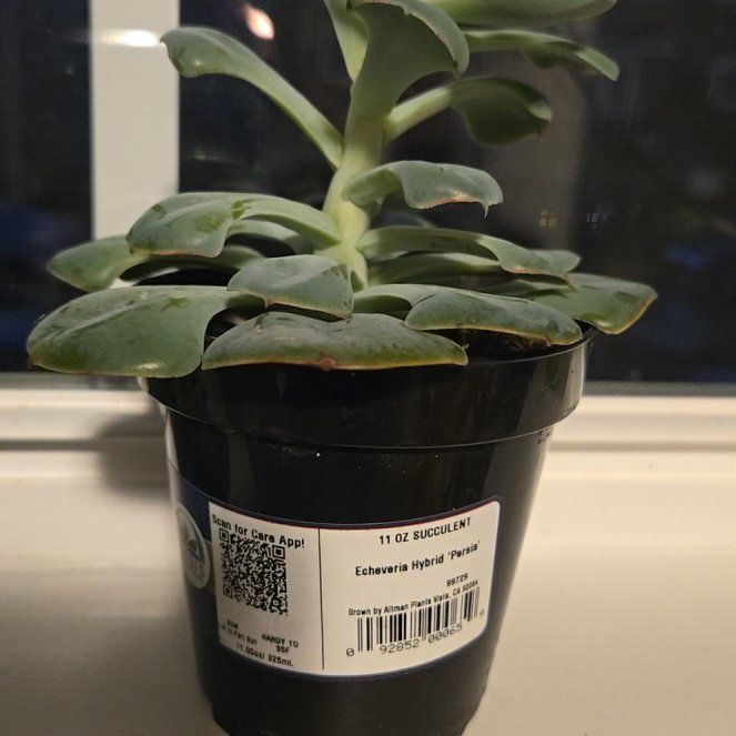 Photo of the plant species Echeveria 'Persia' by @ZestfullyMoss3 named Curie on Greg, the plant care app