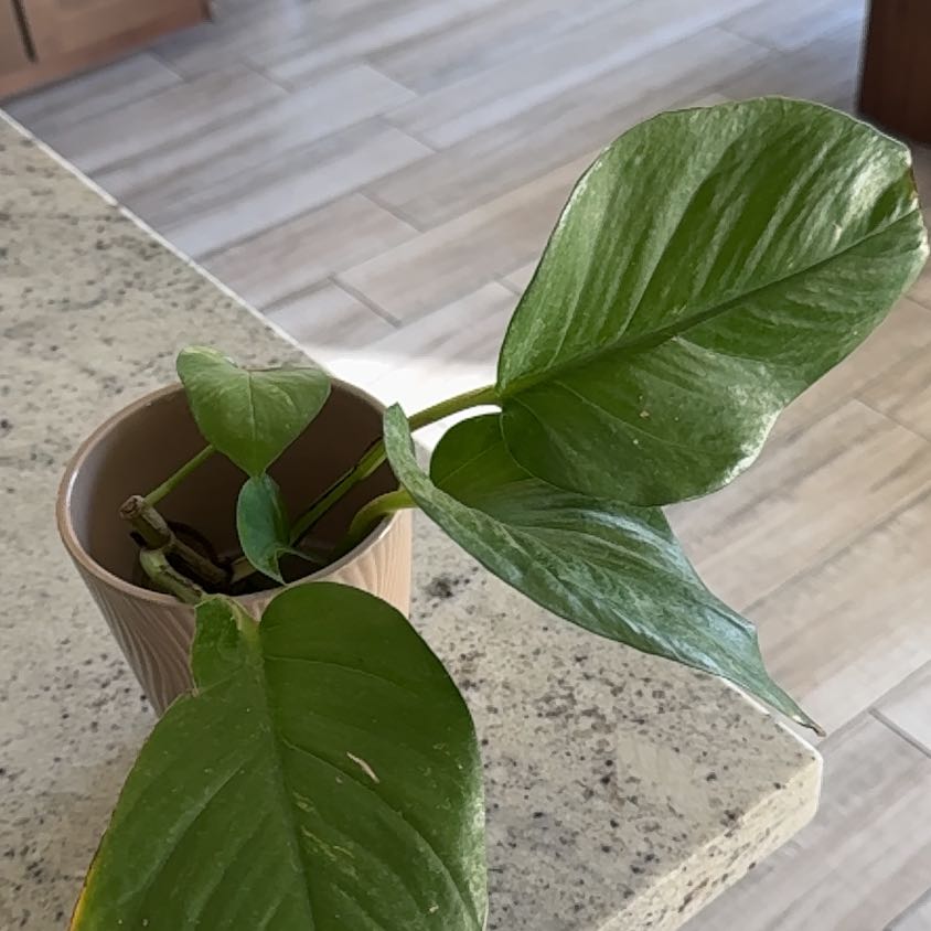 Photo of the plant species Giant Pothos by @PlayfulTipa58 named Xena on Greg, the plant care app