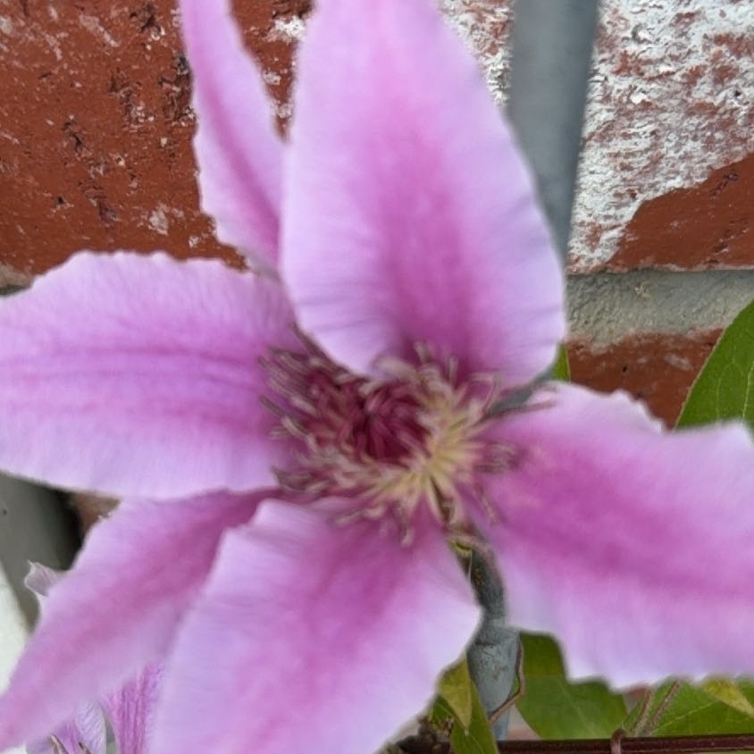 Photo of the plant species Opium Poppy by @JoyfulBlueelf36 named Kardashian on Greg, the plant care app
