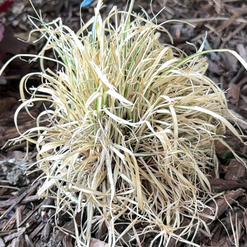 Photo of the plant species Pampas Grass by @JoyfulBlueelf36 named Rainier on Greg, the plant care app