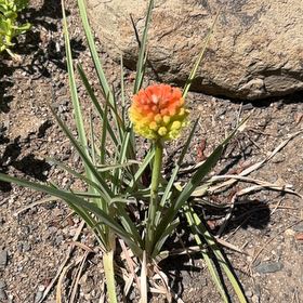 Photo of the plant species Red Hot Poker by @JoyfulBlueelf36 named Rosa on Greg, the plant care app