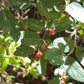 Photo of the plant species Tatarian Honeysuckle by @JoyfulBlueelf36 named Beyonce on Greg, the plant care app