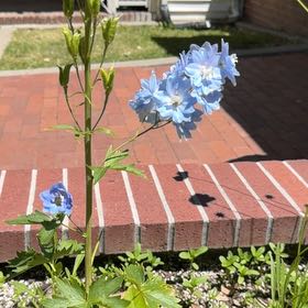 Photo of the plant species European Columbine by @JoyfulBlueelf36 named Gates on Greg, the plant care app