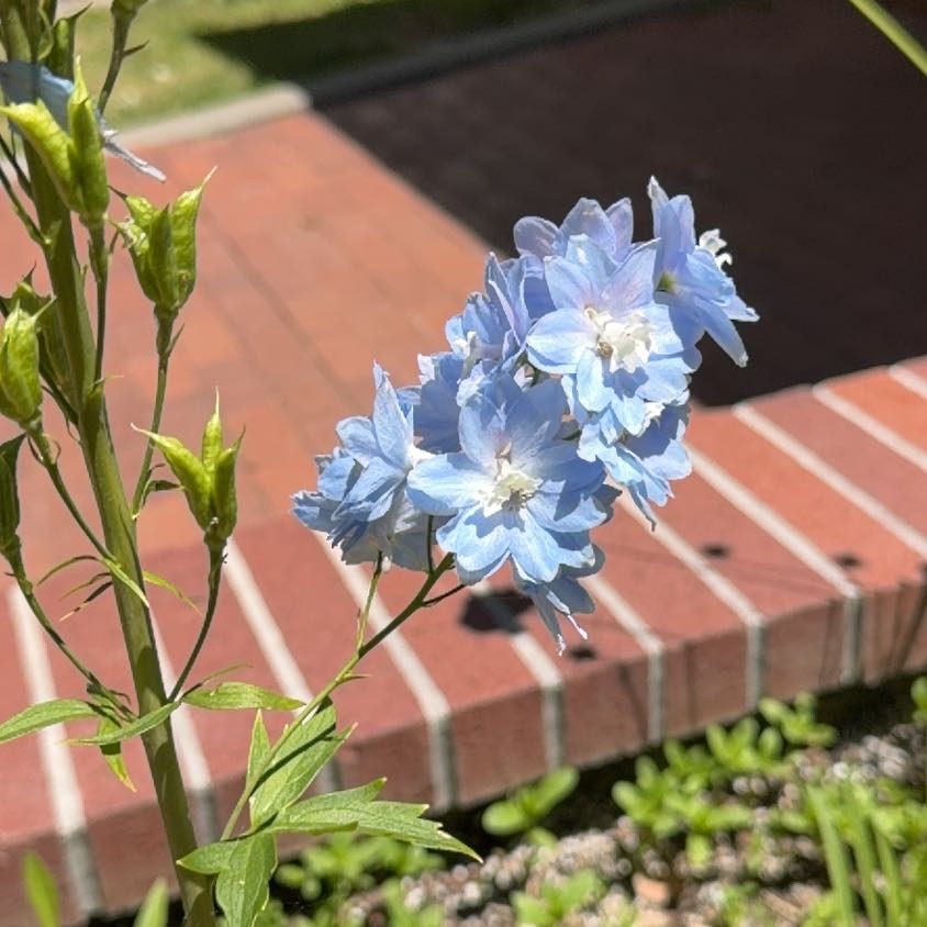 Photo of the plant species Doubtful Knight's-Spur by @JoyfulBlueelf36 named Cleopatra on Greg, the plant care app